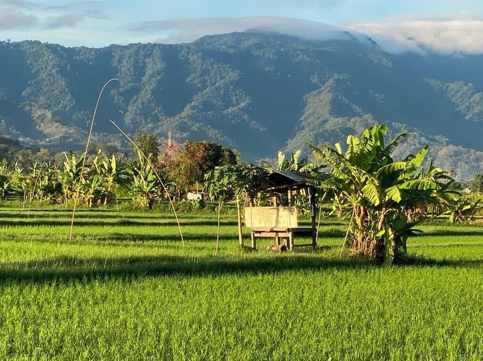 Landside of the beachhouse: paddyfields