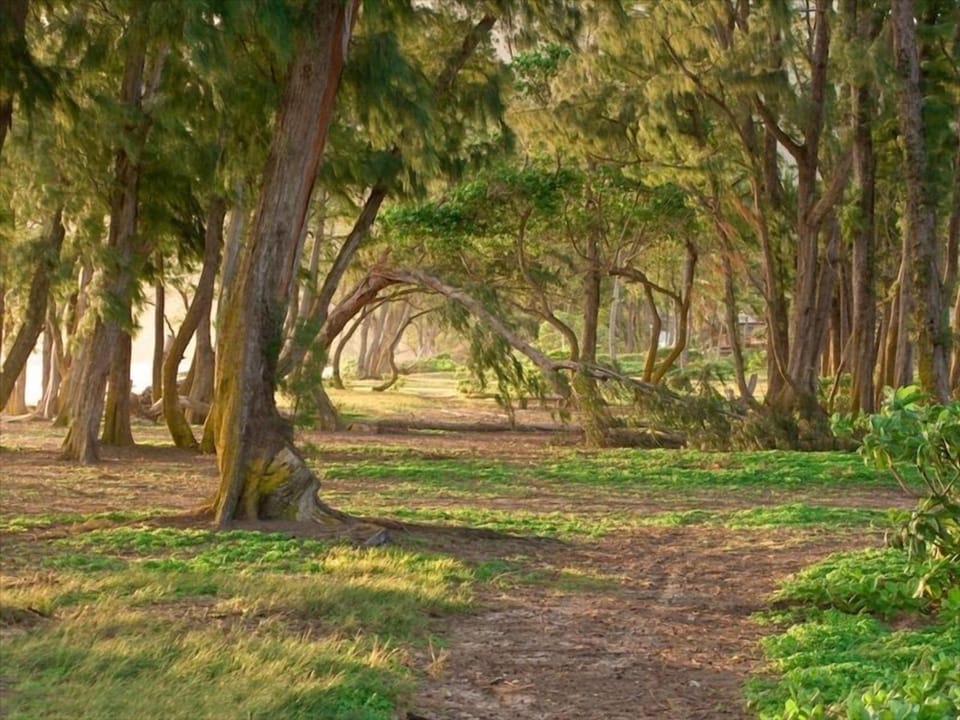 Waimanalo Beach  Oceanside Trees
