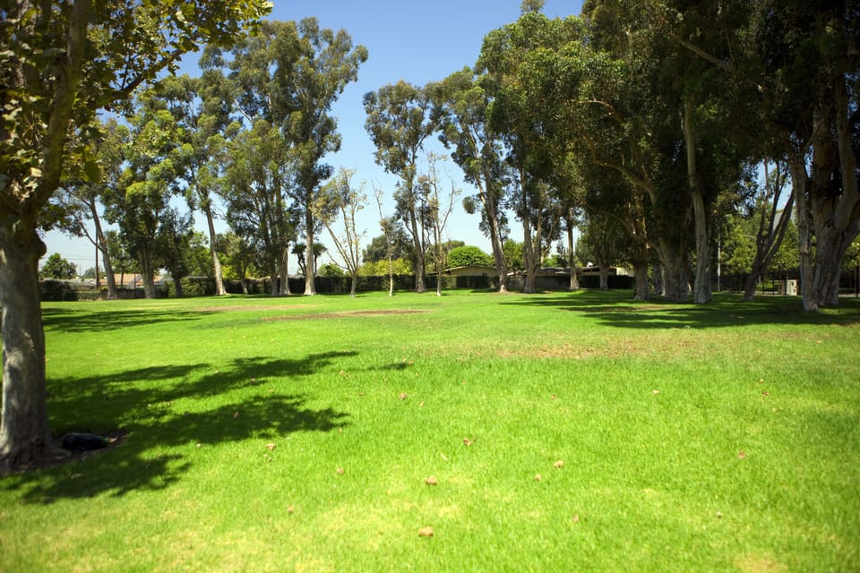 Nice grassy park area