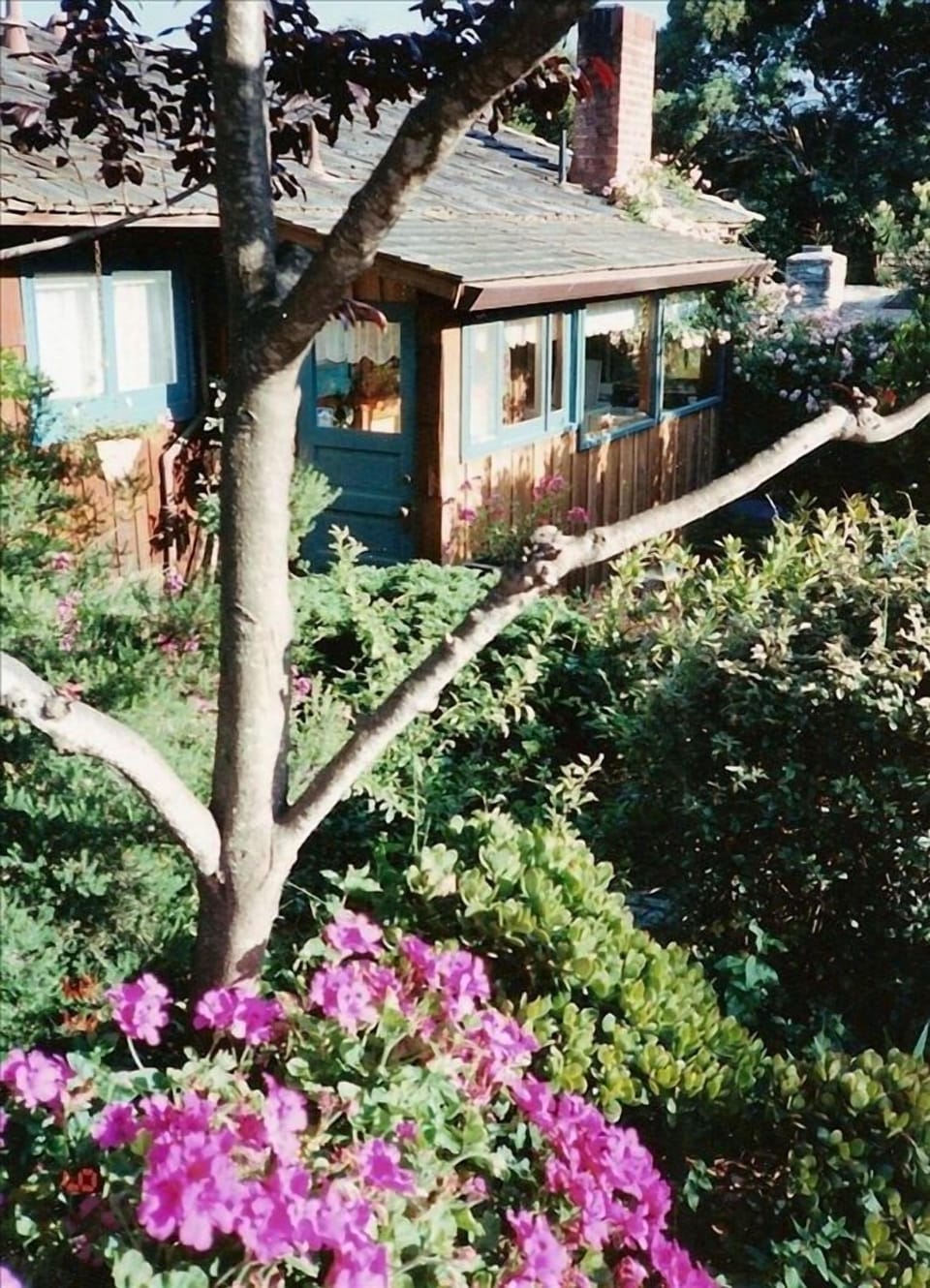 Flowers, flowers everywhere, even at the back door.