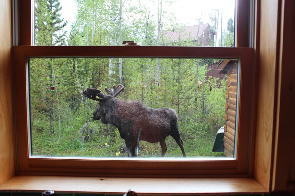 This guy decided to take a nap outside the kitchen window!