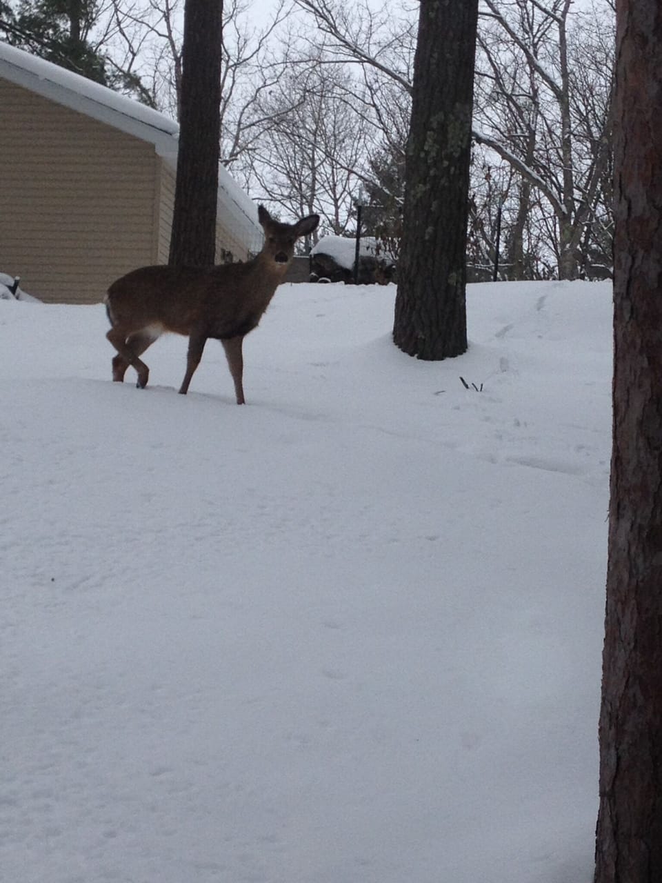 Deer walking by cottage