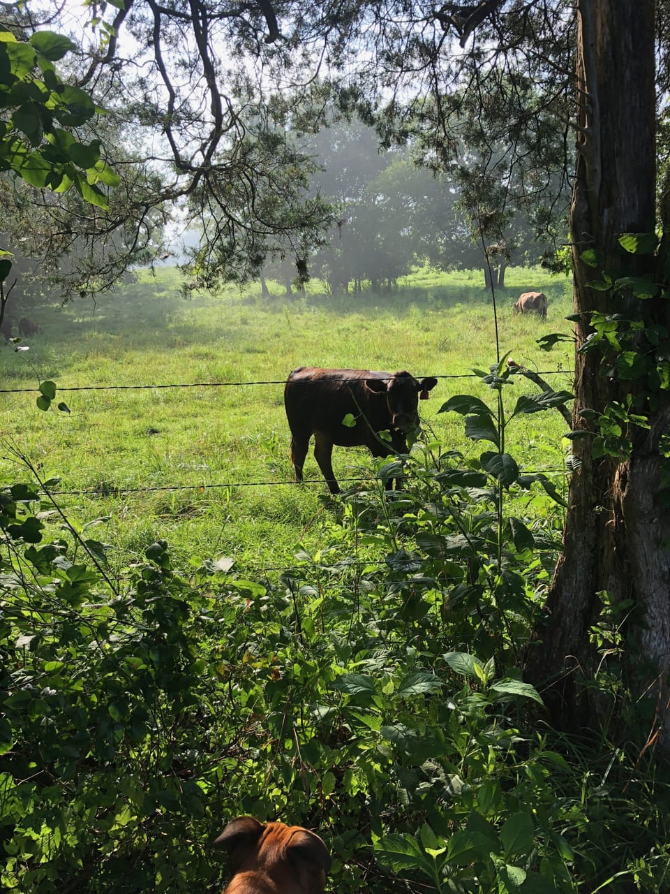 A pasture walk view of the neighbor's cows.