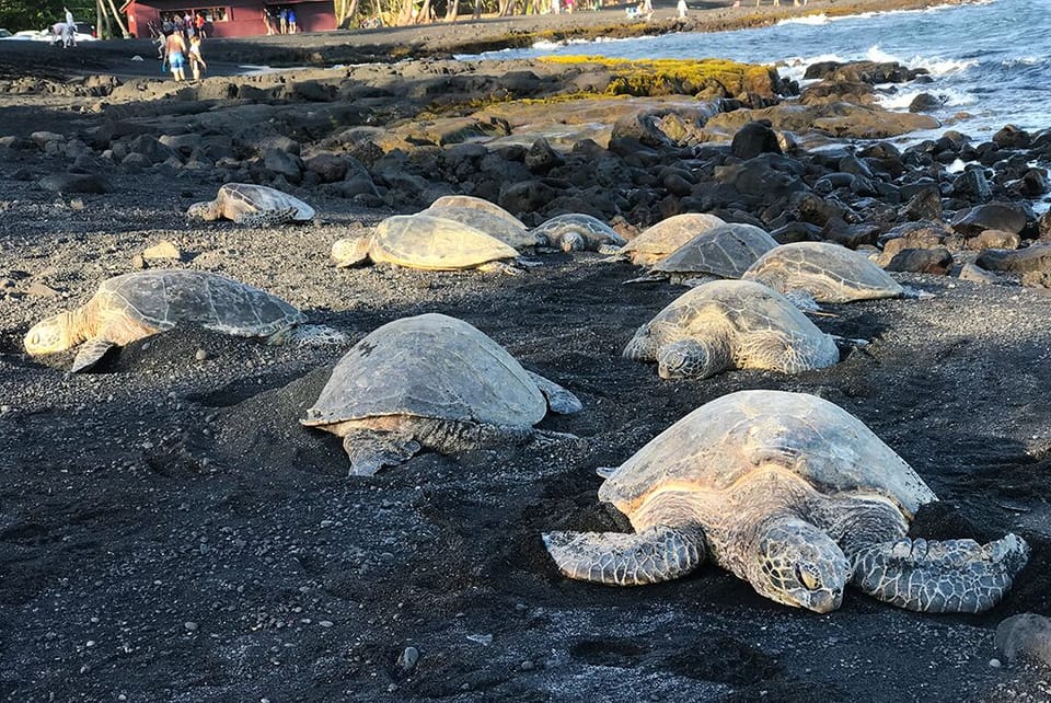 Turtles at Black Sands Beach 