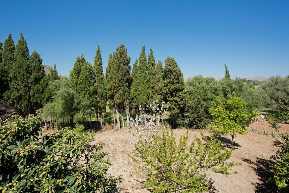 Back of the Villa with beautiful trees to enjoy the nature of Mallorca