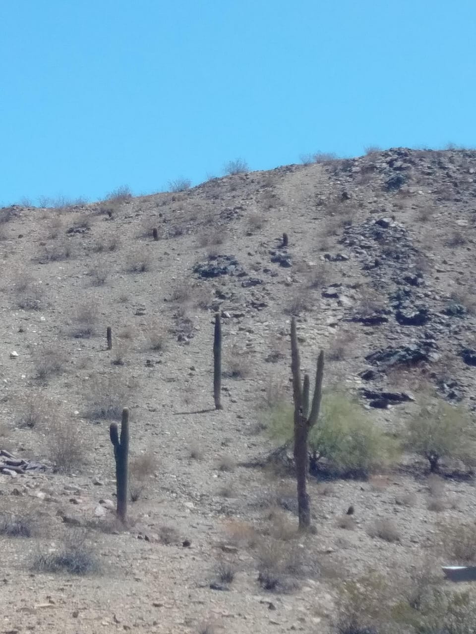 Outdoor, undetermined, summer, daytime