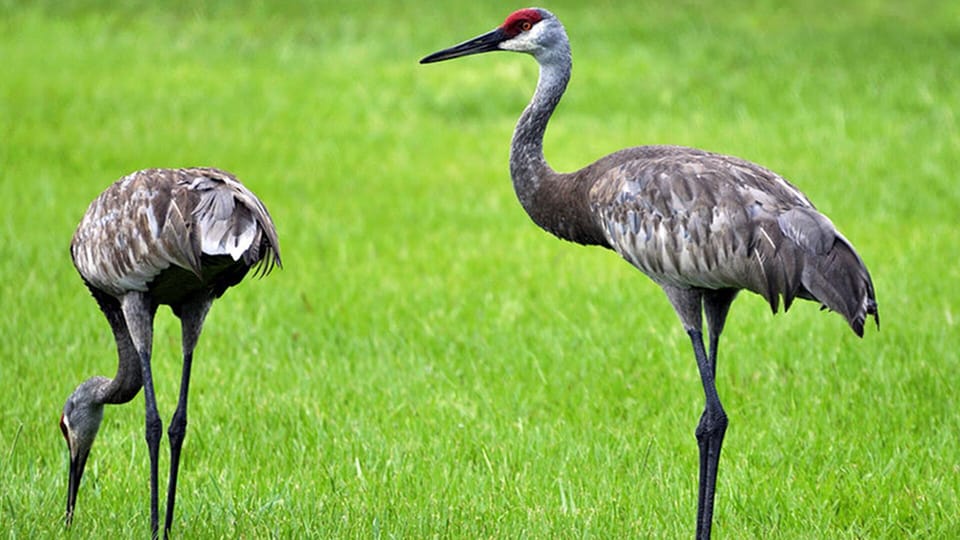Sandhill Cranes regularly visit the garden are always fun to watch.