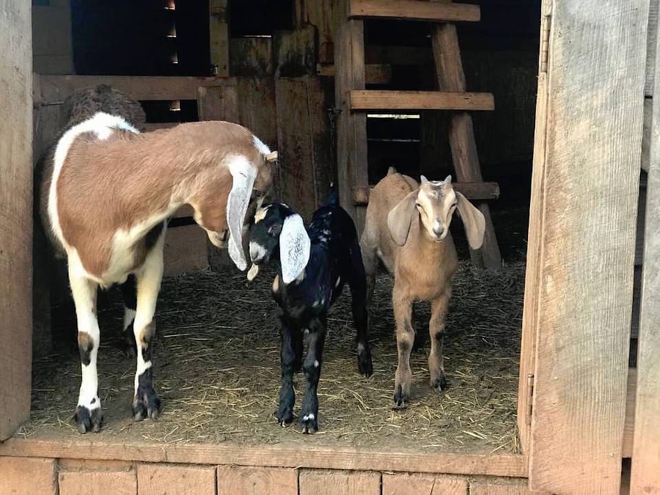 Nubian Goats