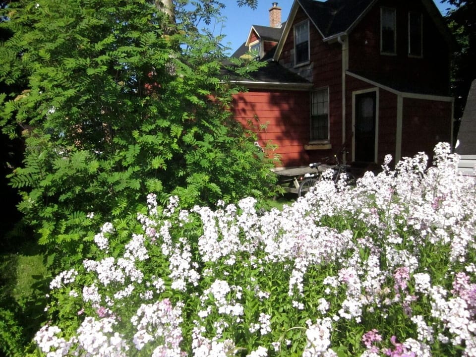 Private Treed Yard with lovely wild flowers, picnic table, lawn chairs & gas BBQ