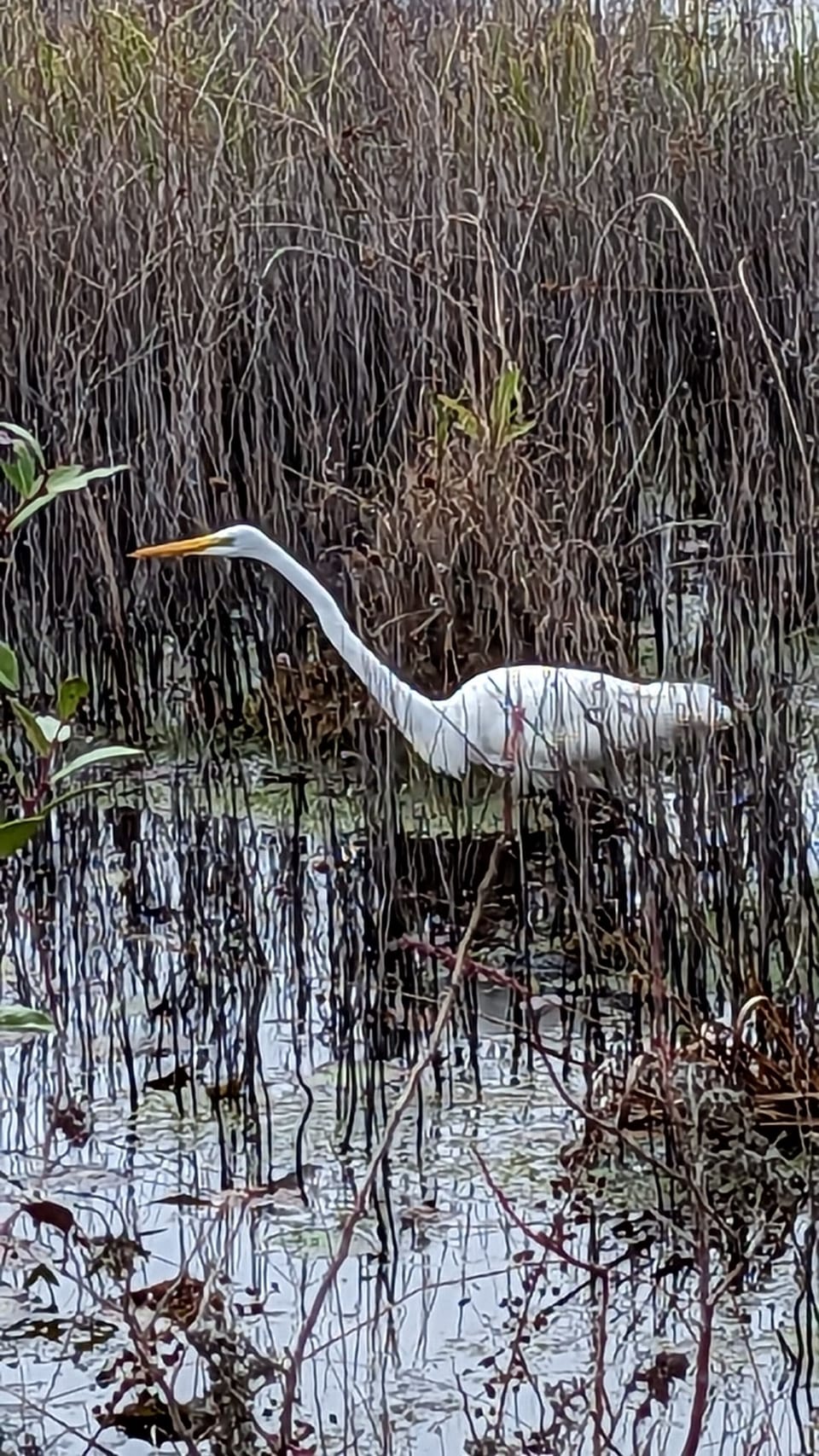 Miscellaneous