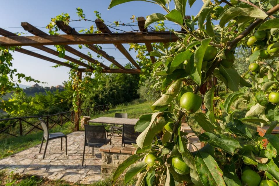 gazebo in the fruit orchard