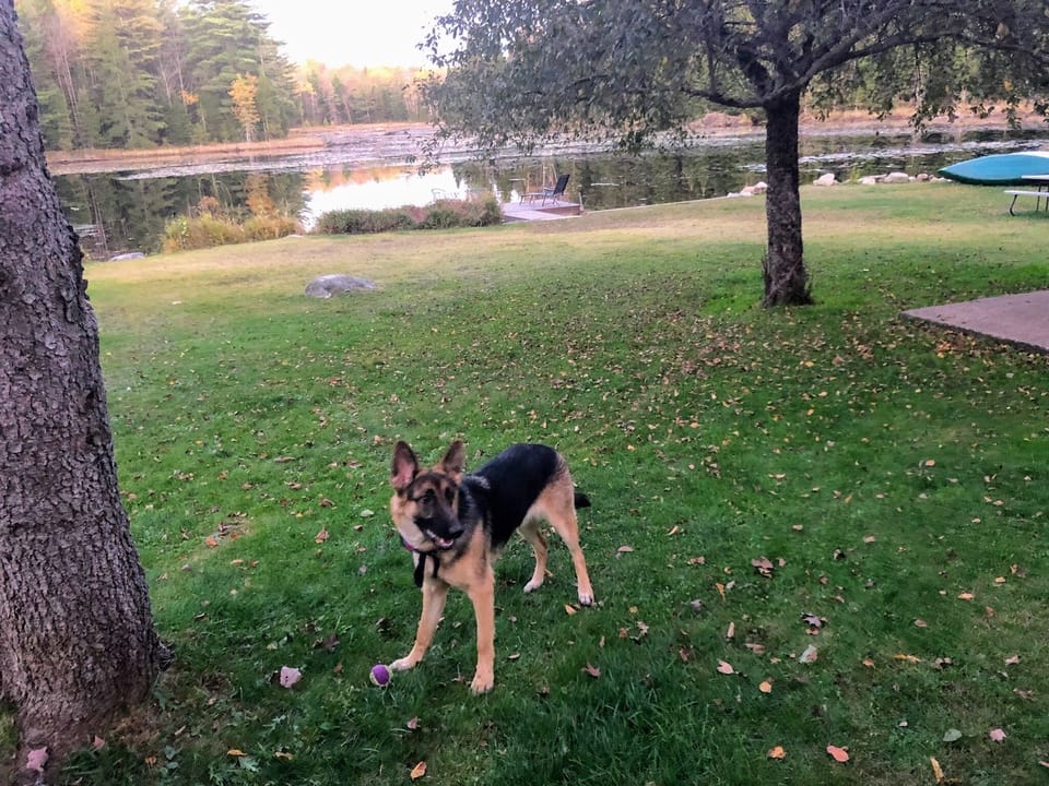 Pets are welcome & love the pond, freedom, frogs & space to roam. 