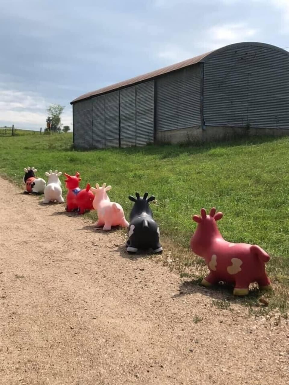 Cows got out!
