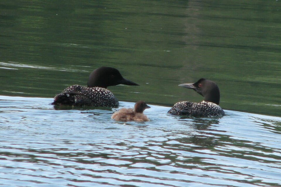 We have a pair of loons usually a family every year
