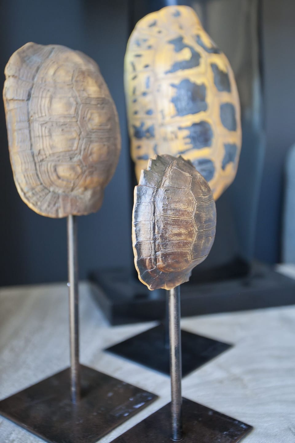 Turtle Shell Decorations