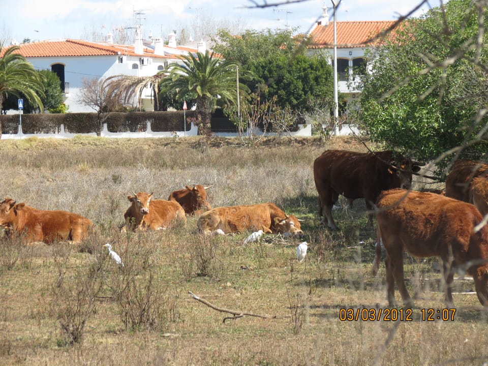 o campo na praia 