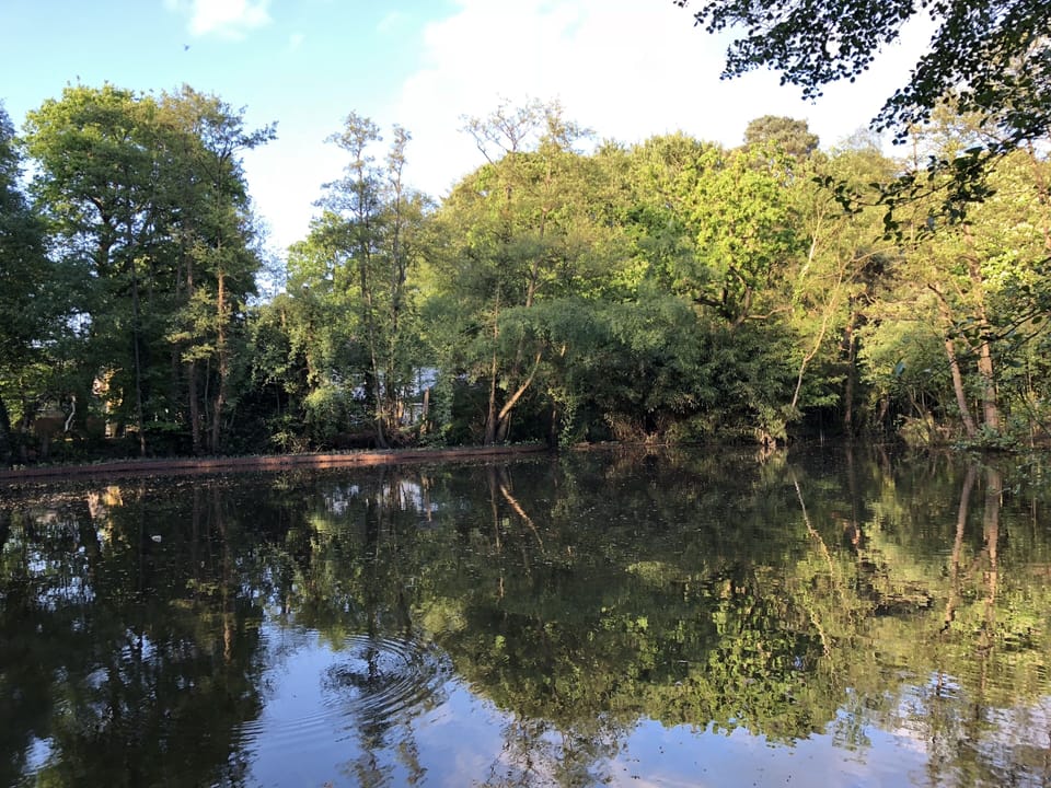 Local wildlife pond - kids love it!