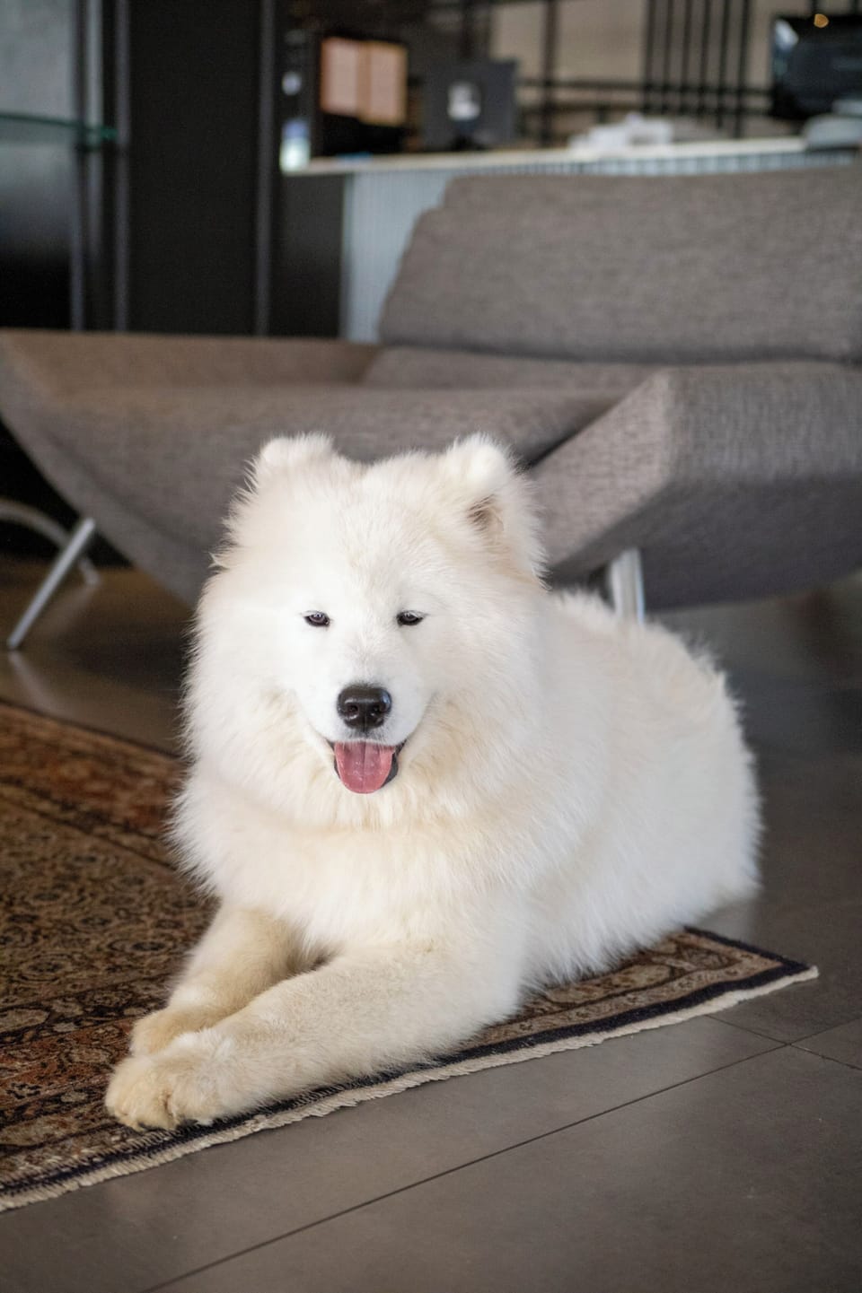 Pet-friendly