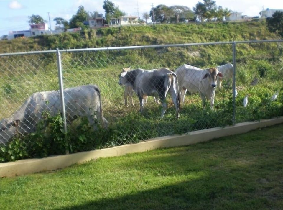 BACKYARD ANIMALS