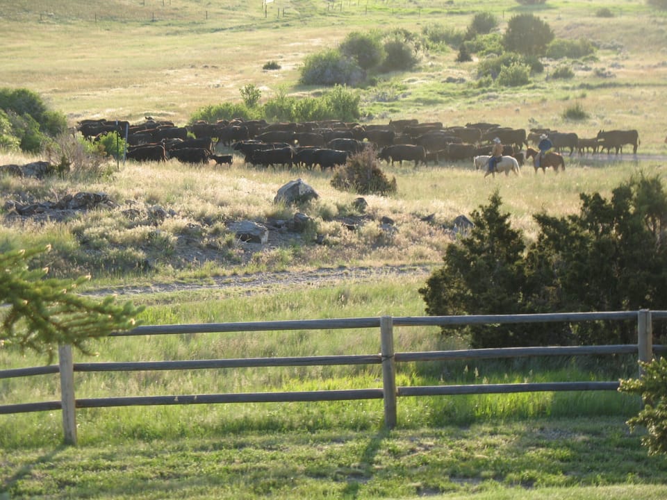 Cattle drive!