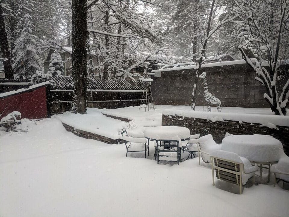 Snowy day backyard.