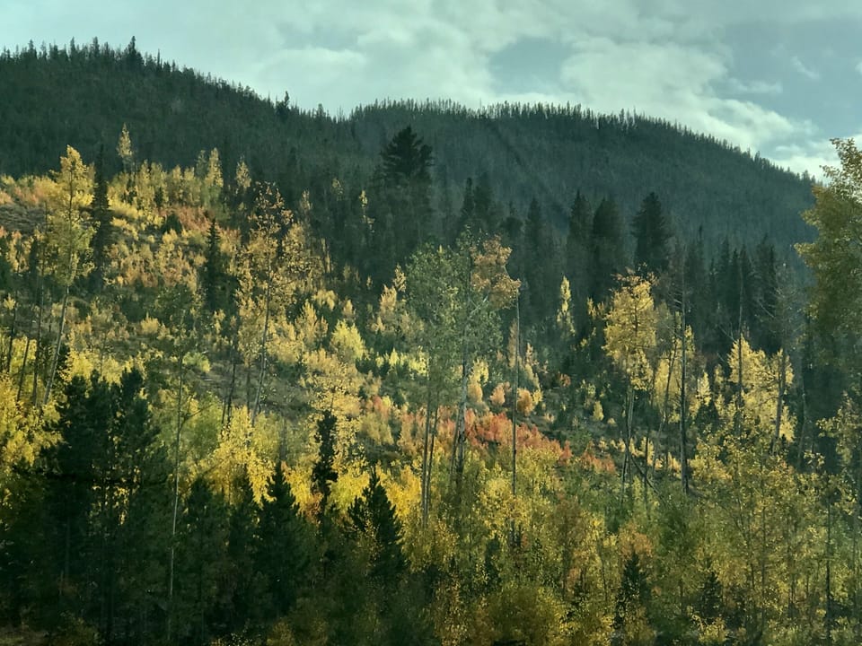 Aspens changing in September