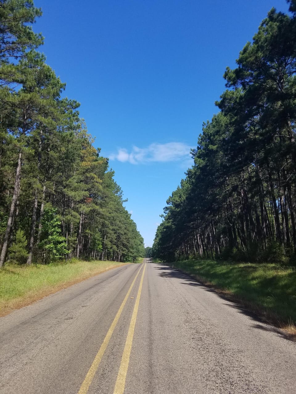 Enjoy the beautiful mighty pines on the way to your vacation destination!