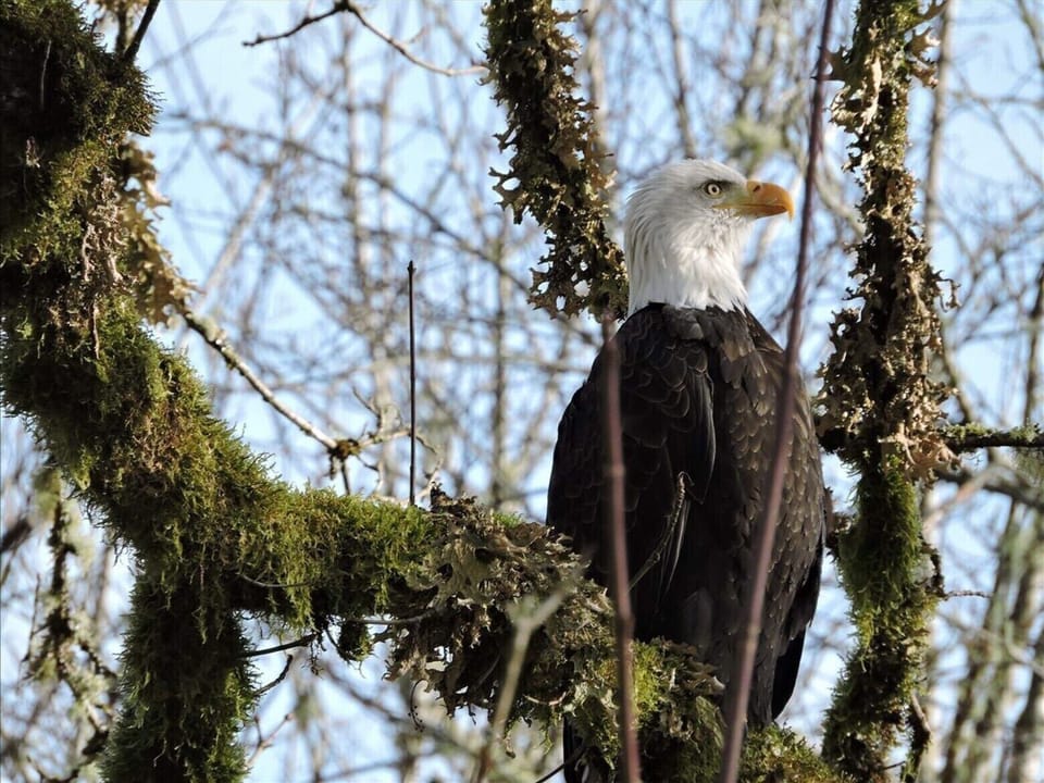 One of our resident eagles.