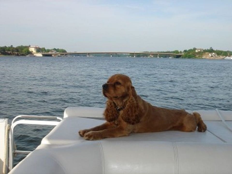Jasper loves boating.  Your dog is welcome to come along for the trip.
