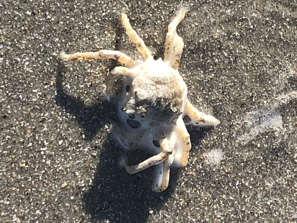 Friends from the beach....