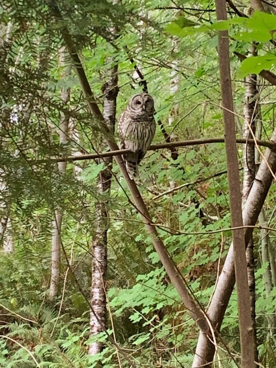 Spotted Owl lives in our tree!