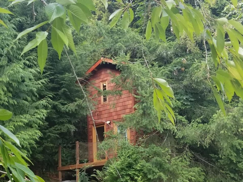 Lush green of the forest is yours to enjoy.
