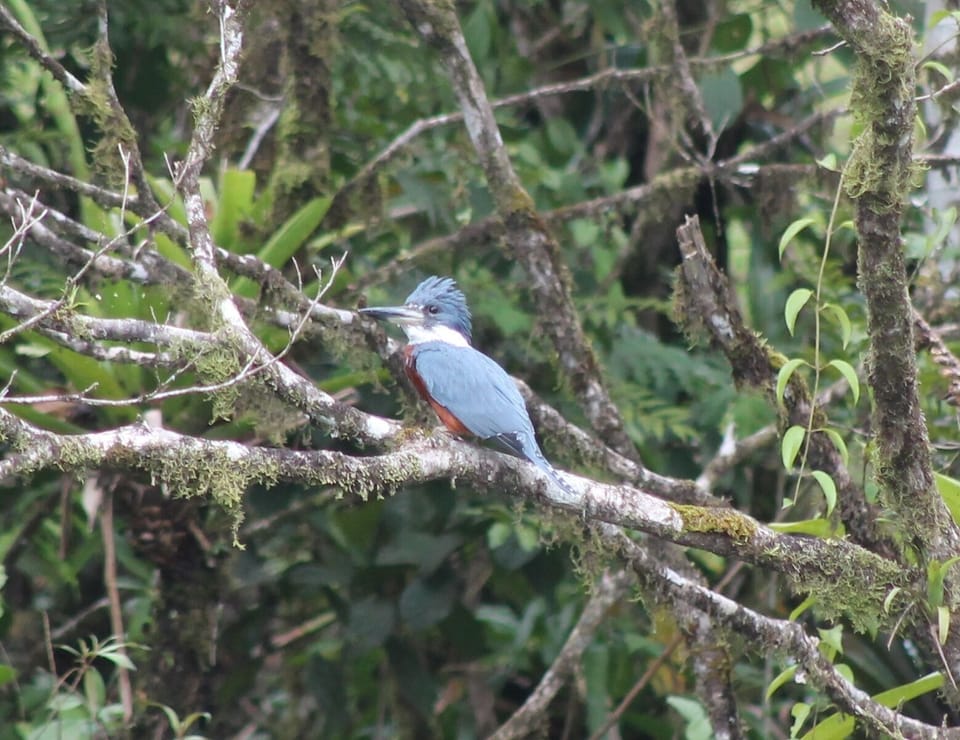 Kingfisher looking over one of our ponds.
