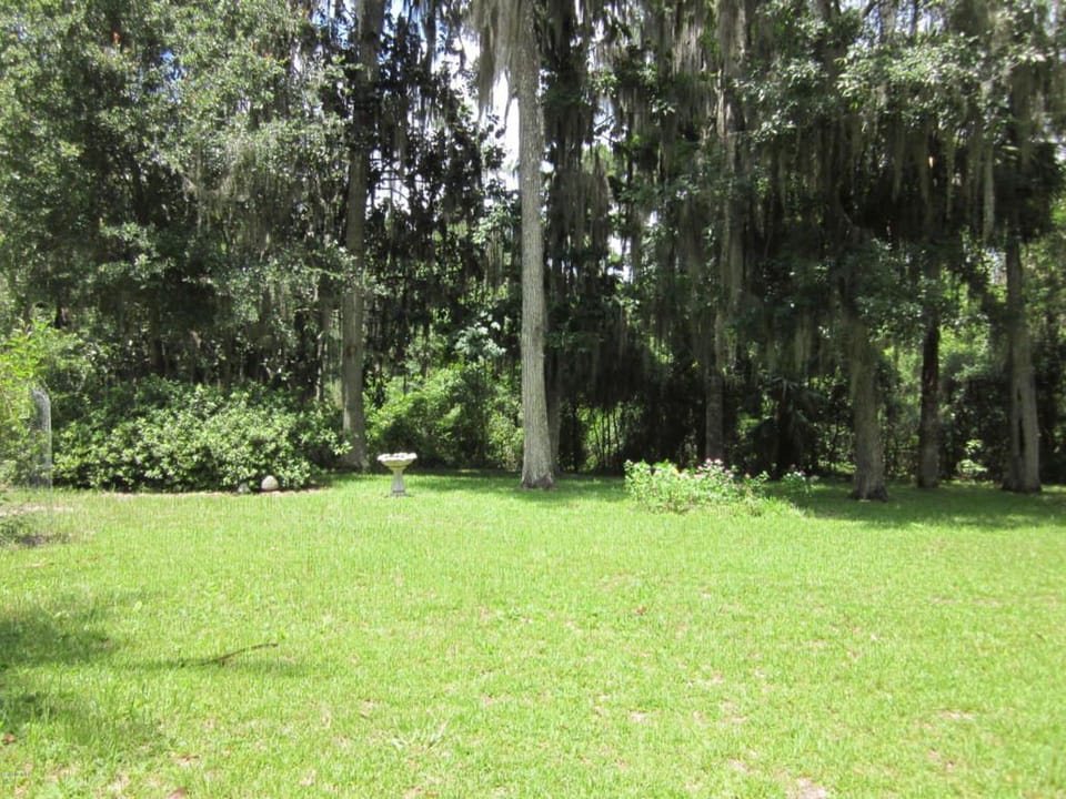 Spanish Moss in clearing