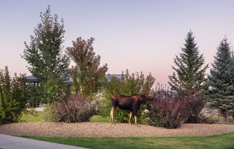 Visiting wild life