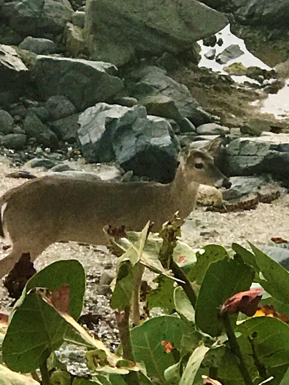 Backyard Beach Guest