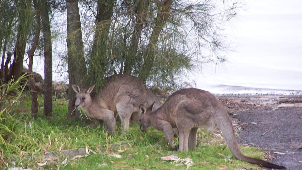 Kangaroos at the boa ramp