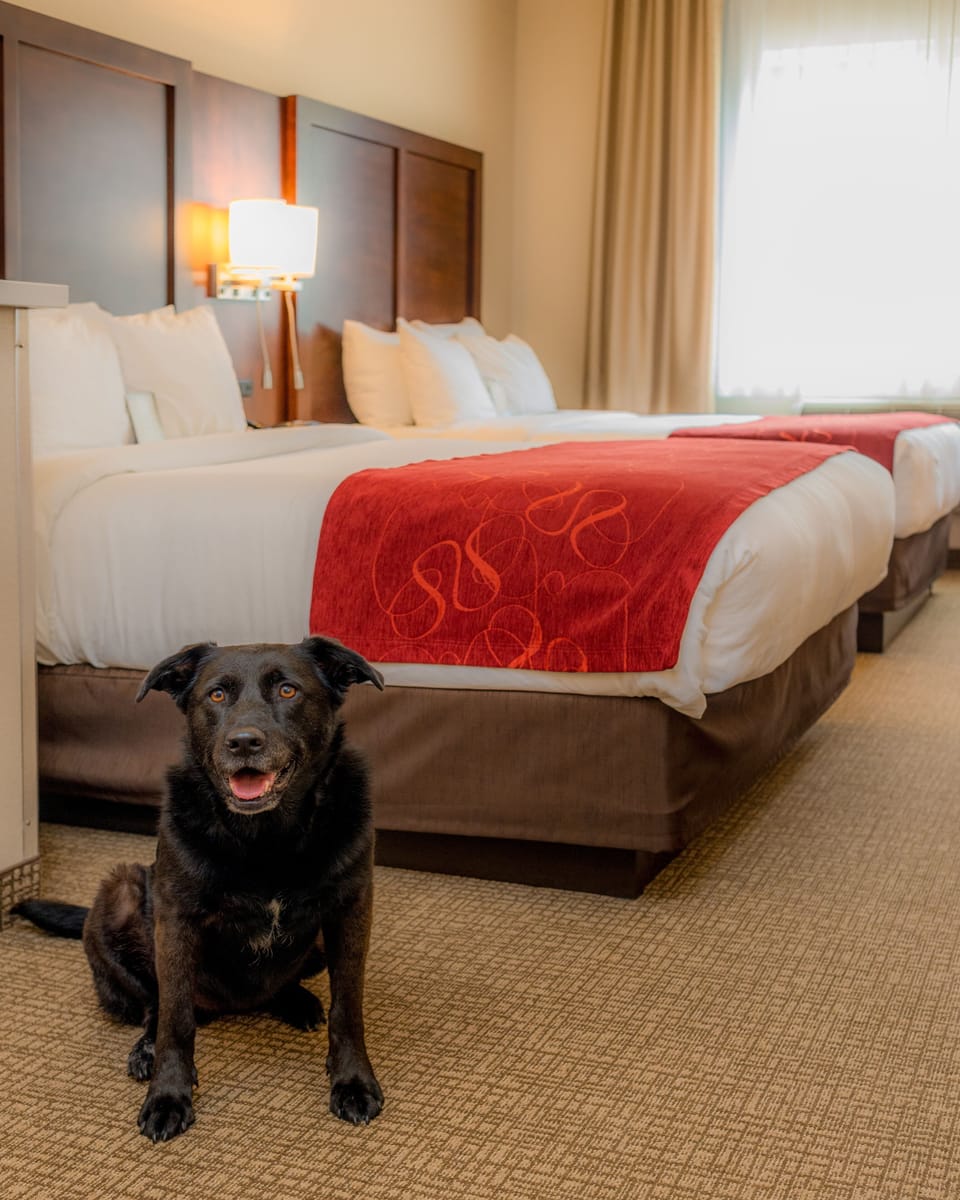 Studio Suite, Multiple Beds | Desk, laptop workspace, blackout drapes, iron/ironing board