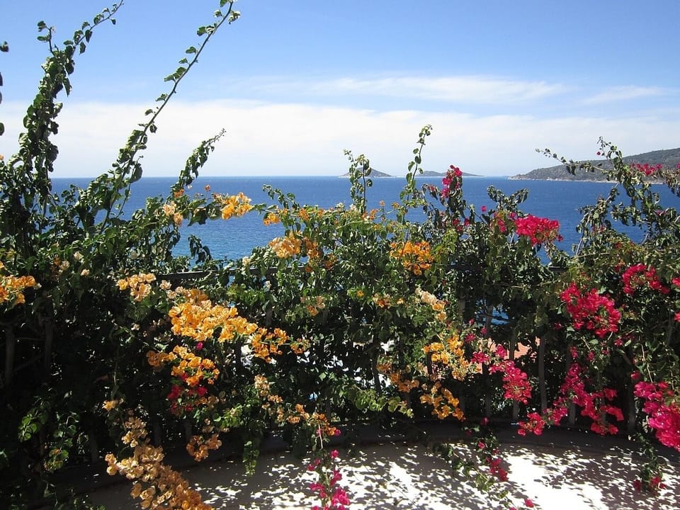 Villa Gin & Tonic - Property's flowers