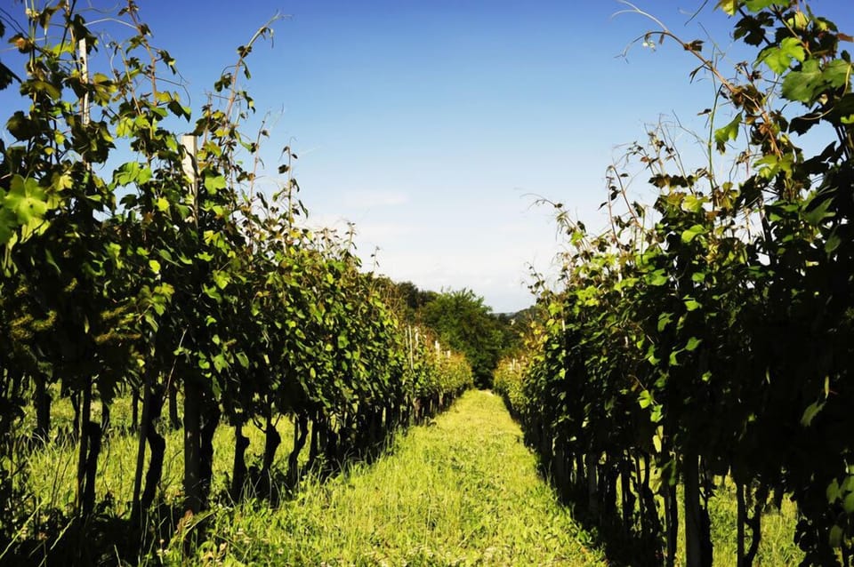Vineyard