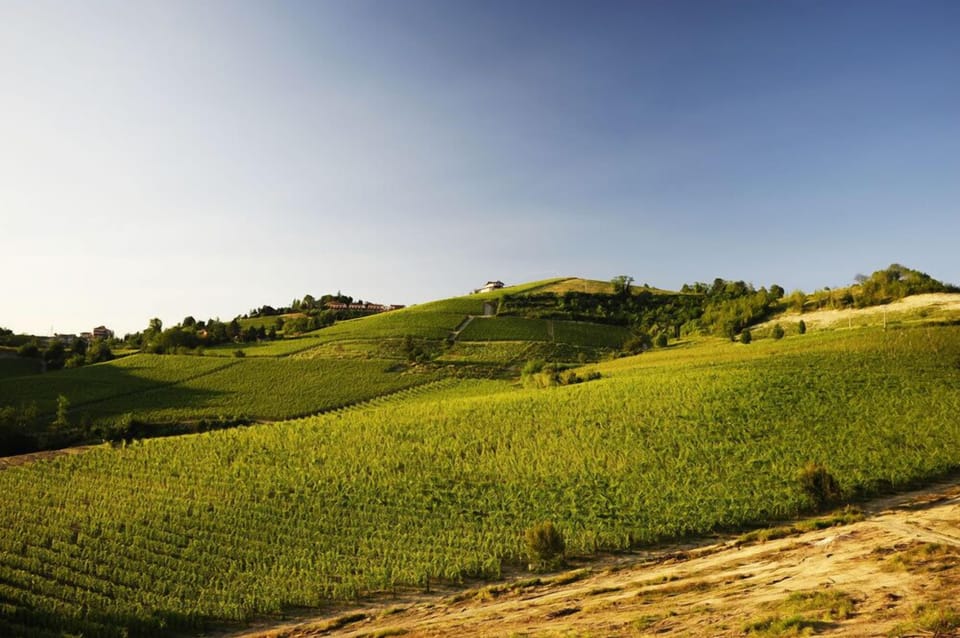 Vineyard