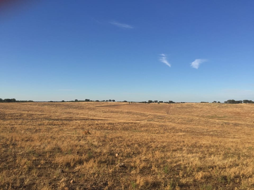 The view fro the garden, over the golden planes of Baixo Alentejo.