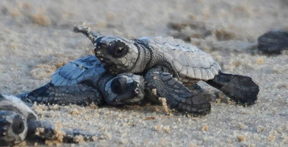 Turtle rescue center monitors the hatching of the turtles throughout the year.
