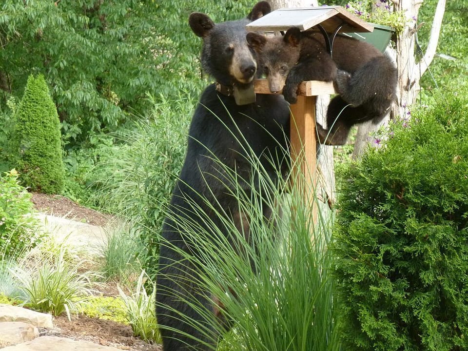 Neighbors!