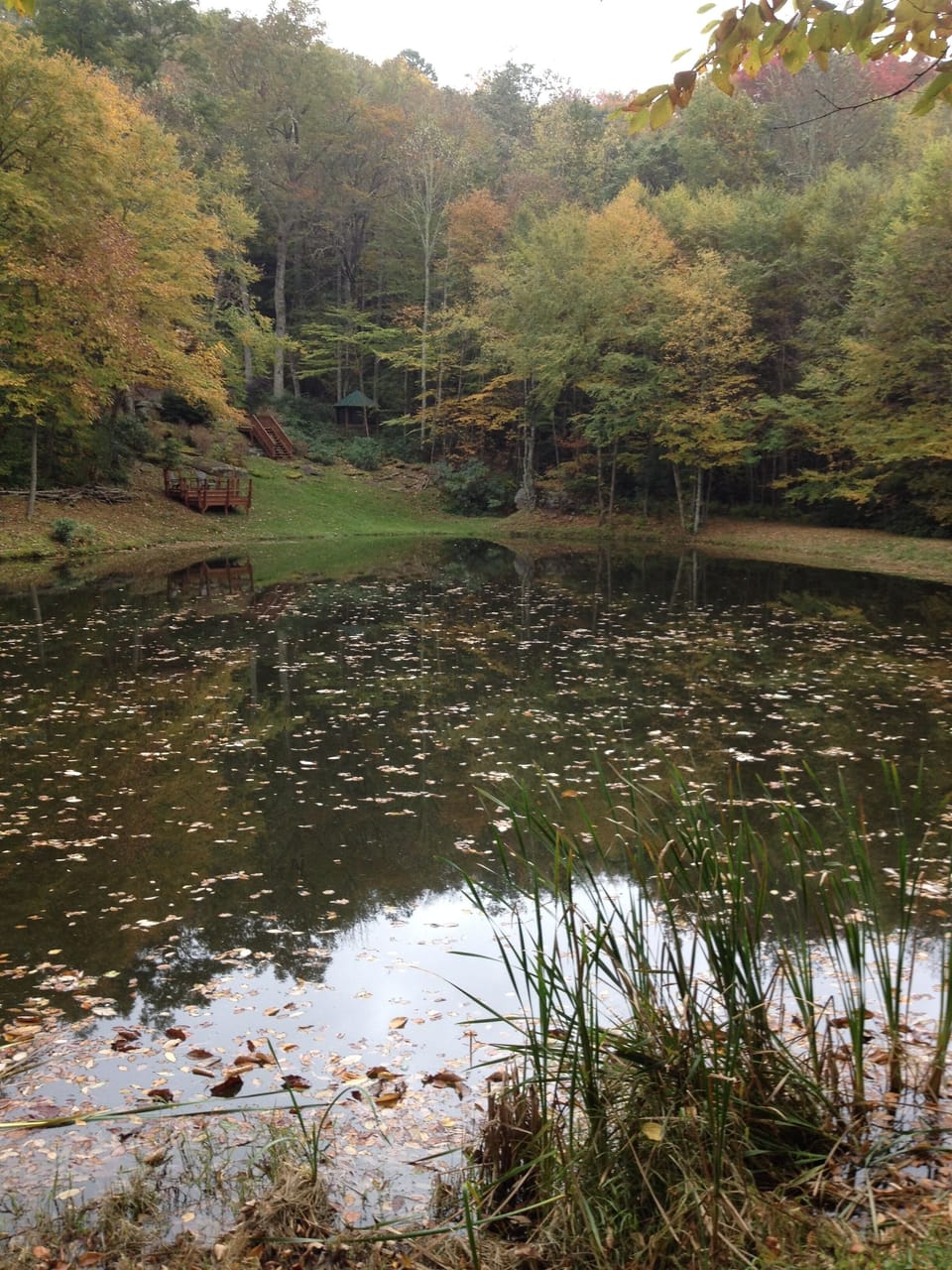 another great view of the pond