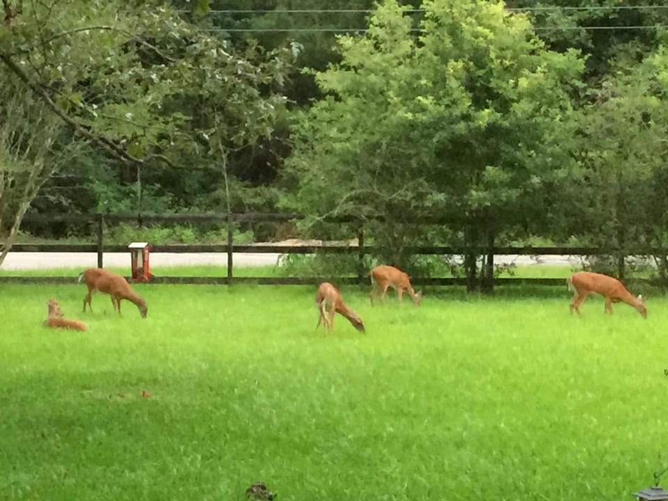 Family of deer live on property, as well as rabbits and owls