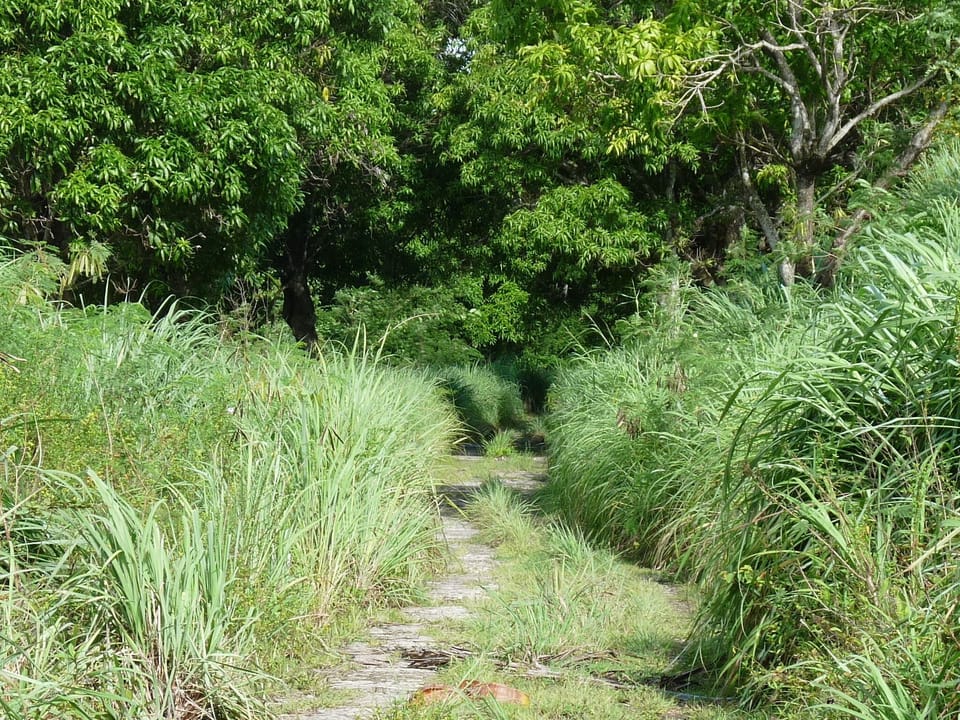 A walk from the cabin down the road through the lemon grass, under mango trees.