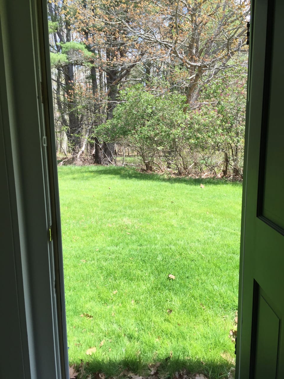 View from back door