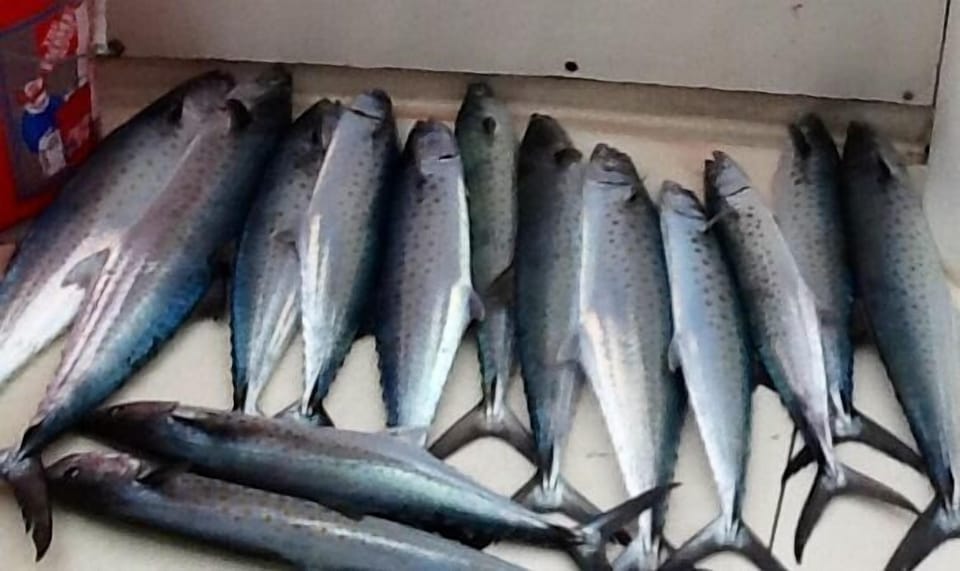 Want to go fishing? Ask us how. We are happy to help.