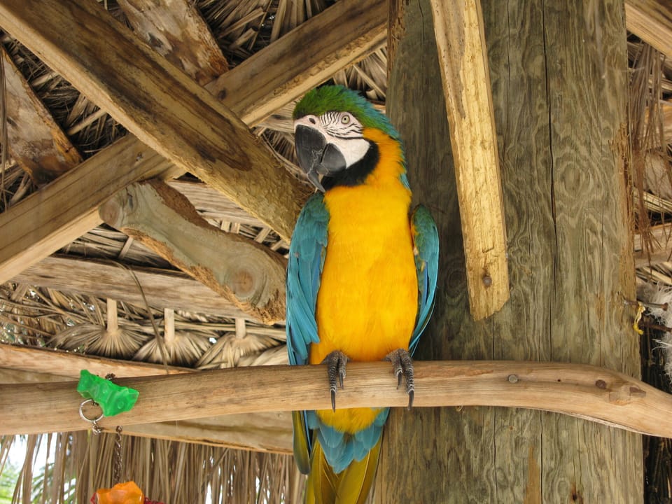 Rum Point - The Wreck Bar and Grill Parrot. He recommends  the Mudslide...yum!